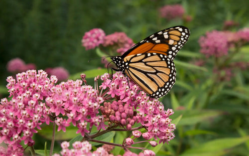 Swamp Milkweed (Asclepias incarnata)
