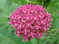 Purple Milkweed (Asclepias purpurescens)
