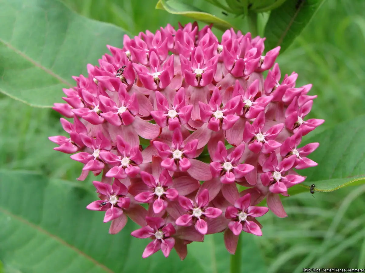 Purple Milkweed (Asclepias purpurescens)