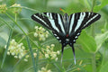 Whorled Milkweed (Asclepias verticillata)