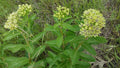 Spider Milkweed (Asclepias viridis)