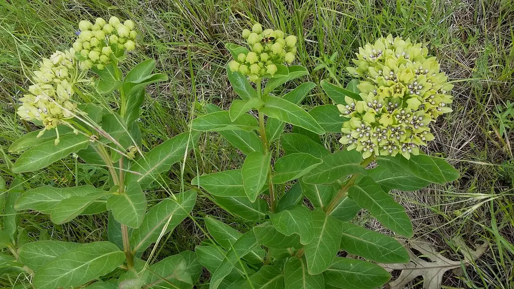Spider Milkweed (Asclepias viridis)