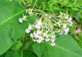 Poke Milkweed (Asclepias exaltata)