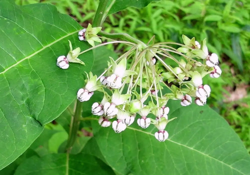 Poke Milkweed (Asclepias exaltata)