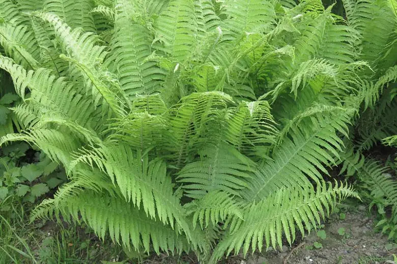 Southern Lady Fern (Athyrium filix-femina)