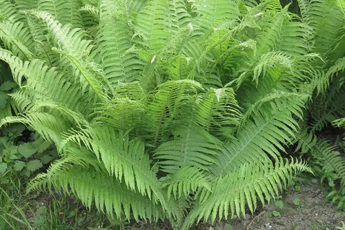 Southern Lady Fern (Athyrium filix-femina)