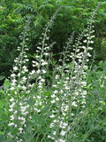 White False Indigo (Baptisia alba)