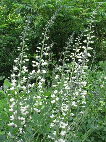White False Indigo (Baptisia alba)