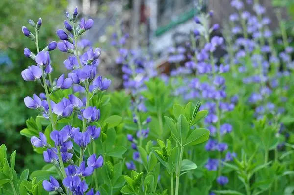 Blue False Indigo (Baptisia australis)