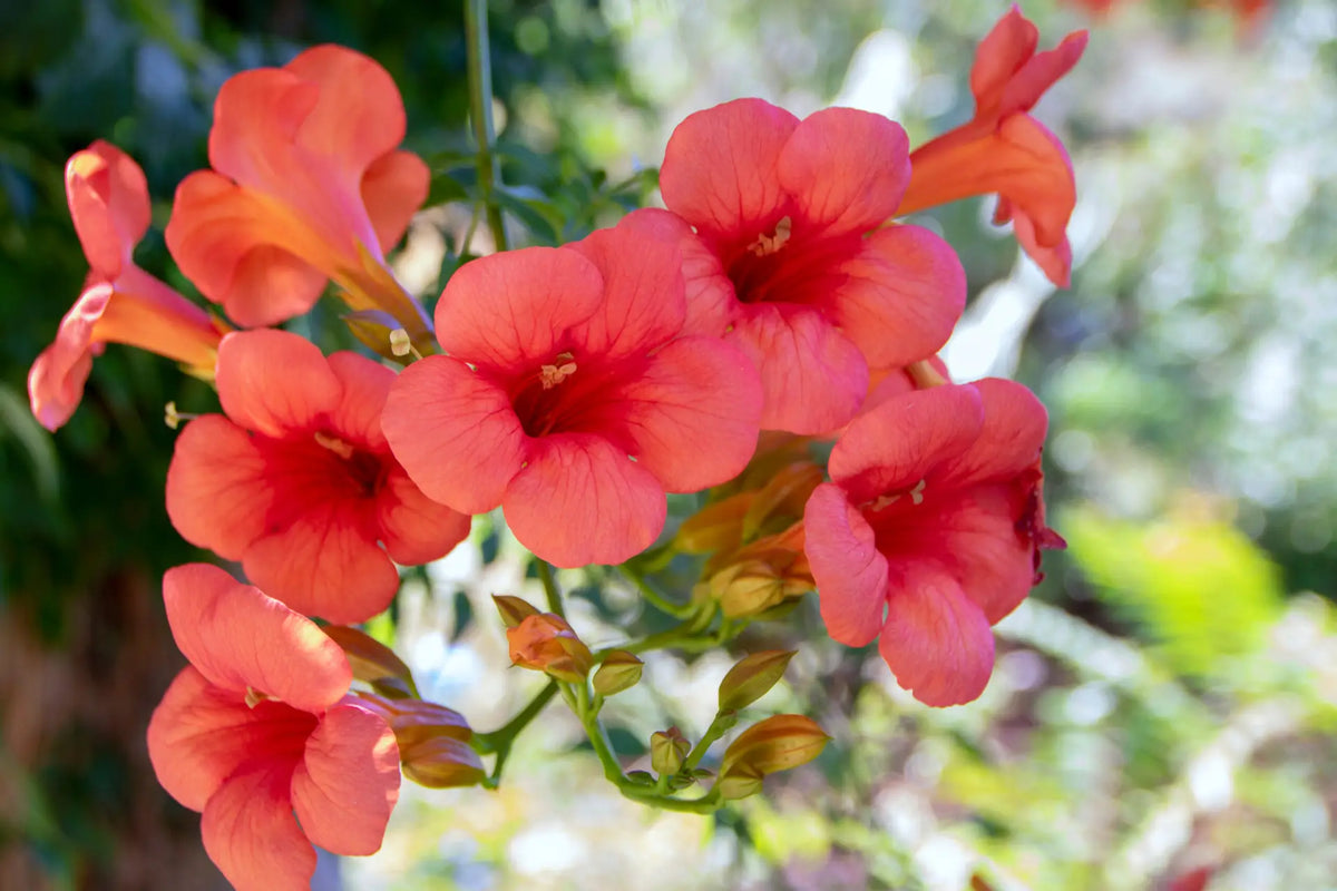 Crossvine (Bignonia capreolata)
