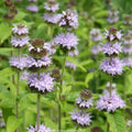 Hairy Wood Mint (Blephilia hirsuta)