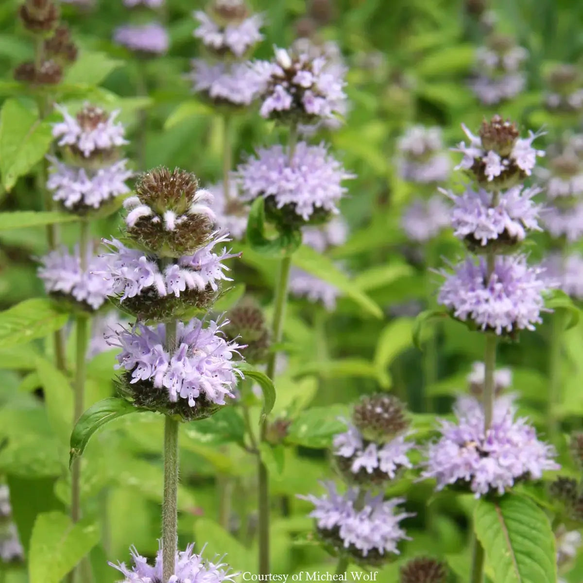 Hairy Wood Mint (Blephilia hirsuta)