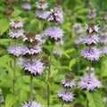 Blephilia ciliata (Downy Wood Mint)