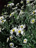 False Aster (Boltonia asteroides)