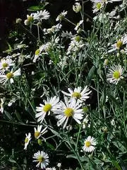 False Aster (Boltonia asteroides)