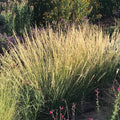 Side-oats Grama (Bouteloua curtipendula)