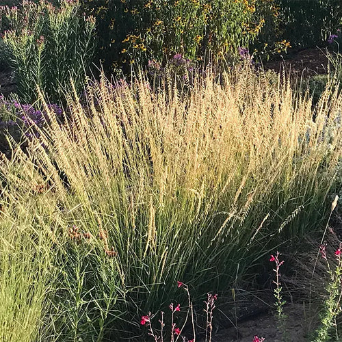 Side-oats Grama (Bouteloua curtipendula)