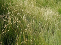 Buffalo Grass (Bouteloua dactyloides)
