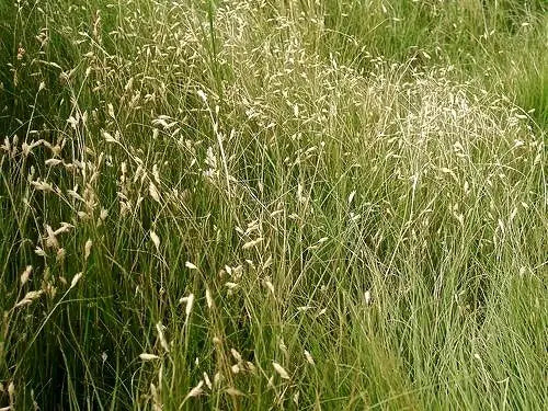 Buffalo Grass (Bouteloua dactyloides)