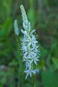 Wild Hyacinth (Camassia scilloides)