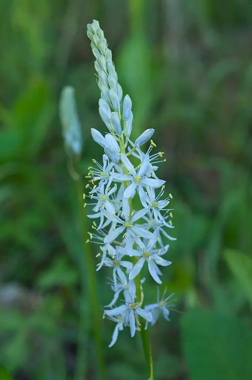 Wild Hyacinth (Camassia scilloides)
