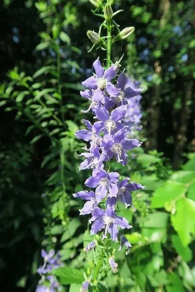 American Bellflower (Campanulastrum americana)