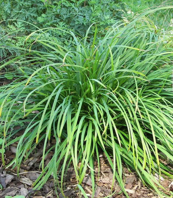 Creek Sedge (Carex amphibola)