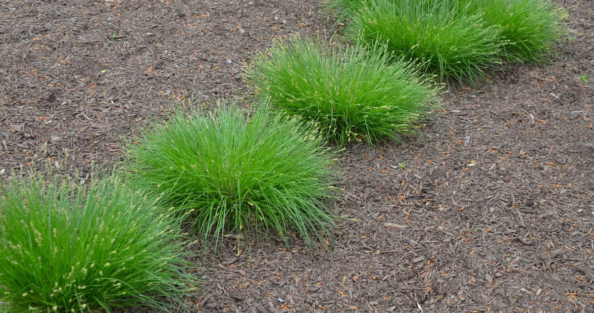 Eastern Star Sedge (Carex radiata)