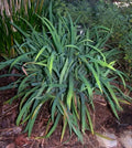 Blue Wood Sedge (Carex flaccosperma)