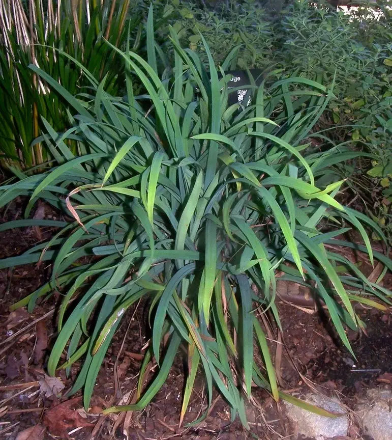 Blue Wood Sedge (Carex flaccosperma)