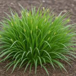 Carexleavenworthii2