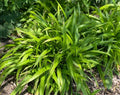 Carexplantaginifolia