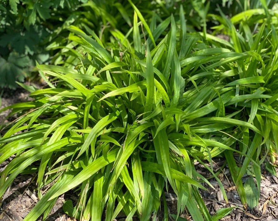 Carexplantaginifolia