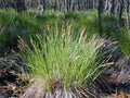 Tussock Sedge (Carex stricta)