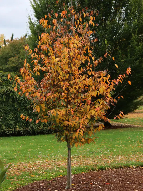 Musclewood (Carpinus caroliniana)