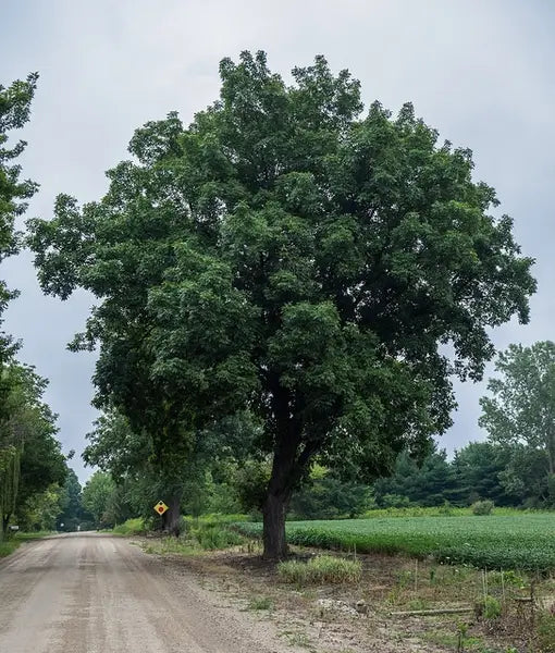 Shagbark Hickory (Carya ovata)