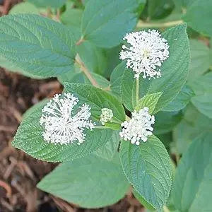 New Jersey Tea (Ceanothus americana)
