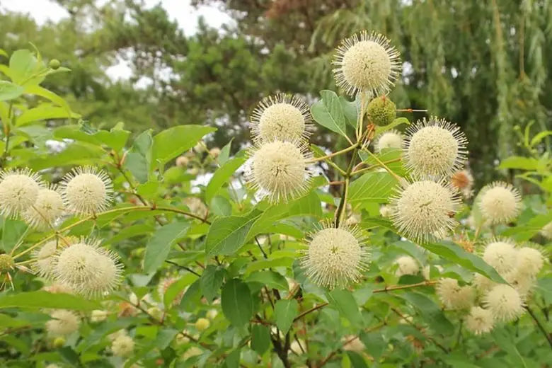 Cephalanthus occidentalis (Buttonbush)