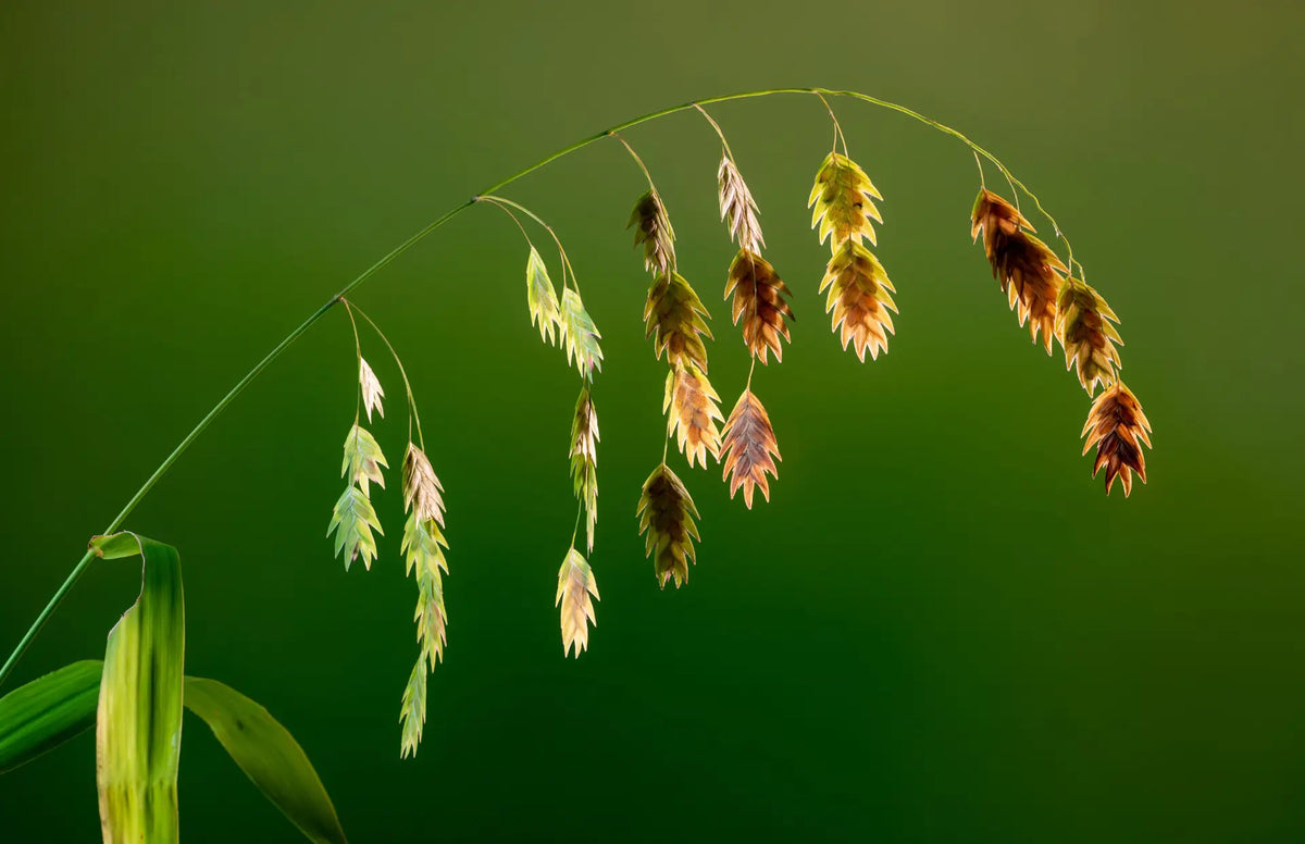 River Oats (Chasmanthium latifolium)