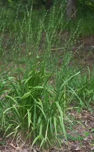 Longleaf woodoats (Chasmanthium sessiflorium)