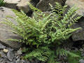 Cheilantheslanosa