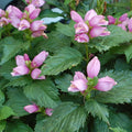 Hot Lip's Turtlehead (Chelone lyonii 'Hot Lips')