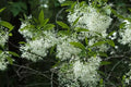 Fringe Tree (Chionanthus virginicus)