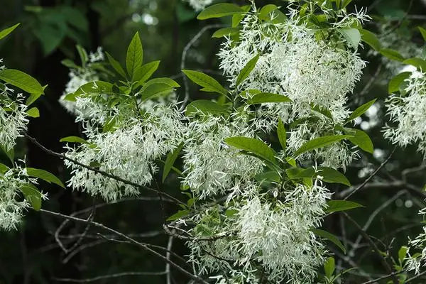 Fringe Tree (Chionanthus virginicus)