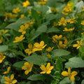 Green and Gold var. australe (Chrysogonum virginianum var. australe)