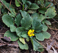 Chrysogonumrepens