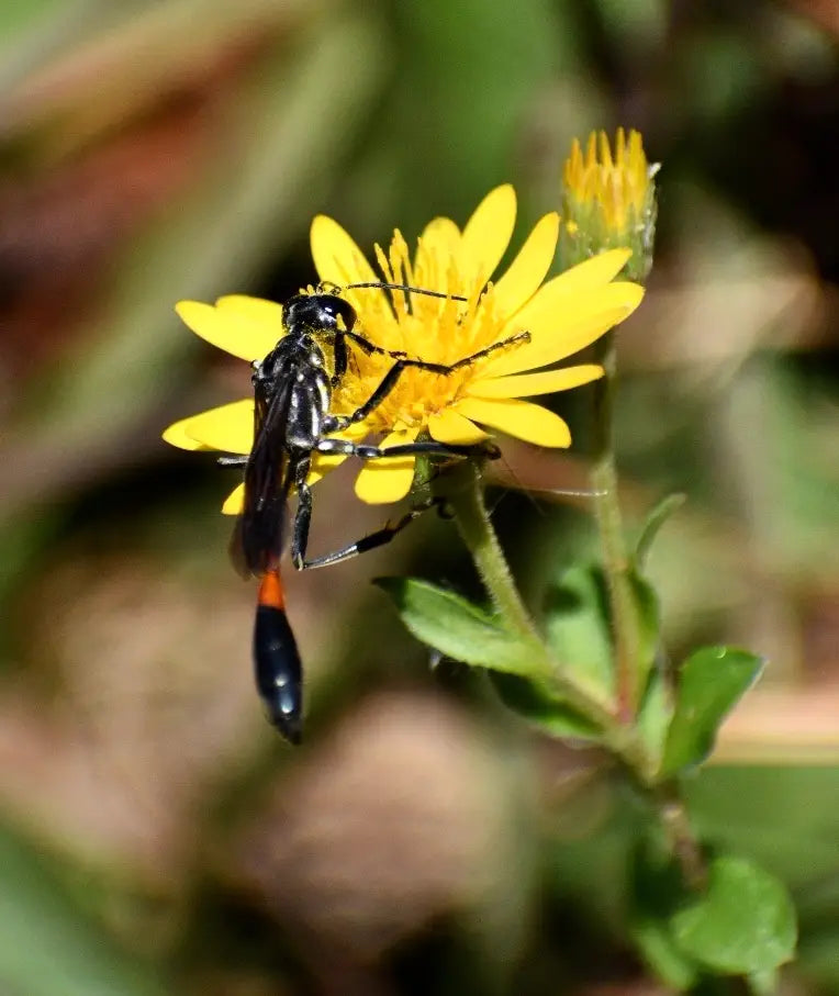 Golden Aster (Chrysopsis mariana)