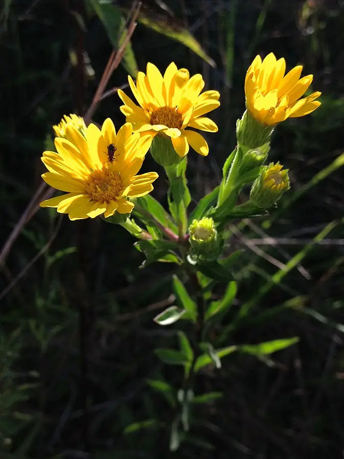 Golden Aster (Chrysopsis mariana)