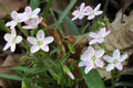 Spring-Beauty (Claytonia virginica)