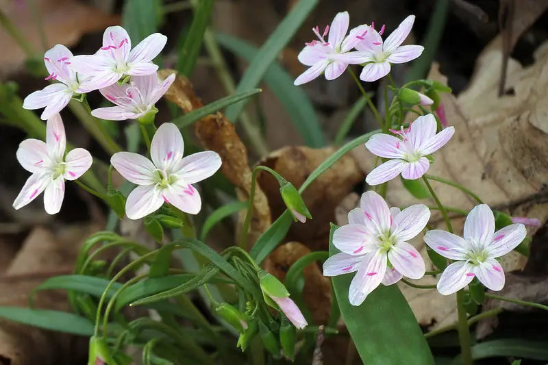 Spring-Beauty (Claytonia virginica)